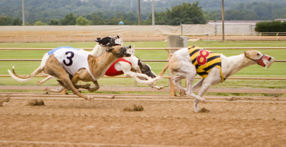 Carrera de galgos en vivo