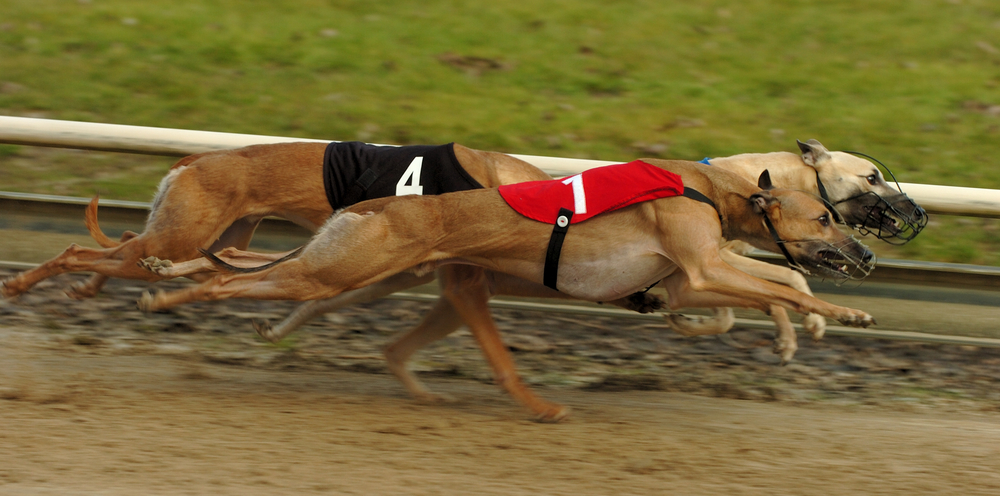 Derby irlandes de galgos