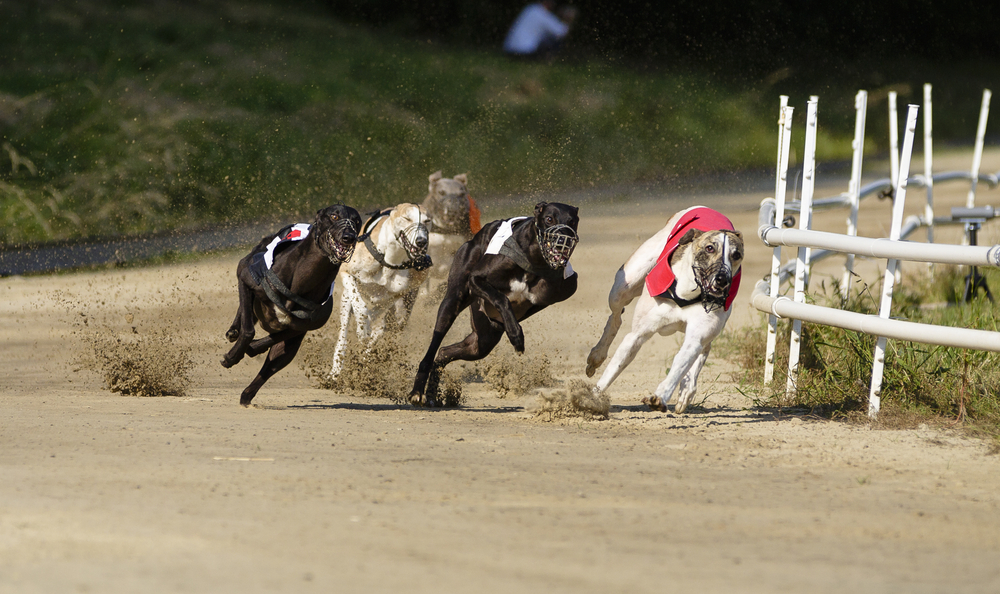 Todo sobre las apuestas de galgos online en Espana