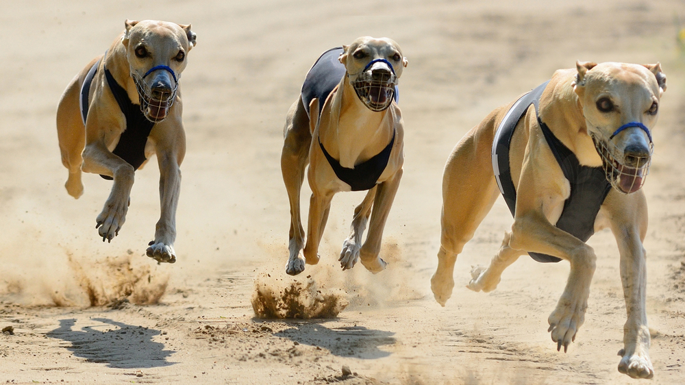 carreras de galgos apuestas online