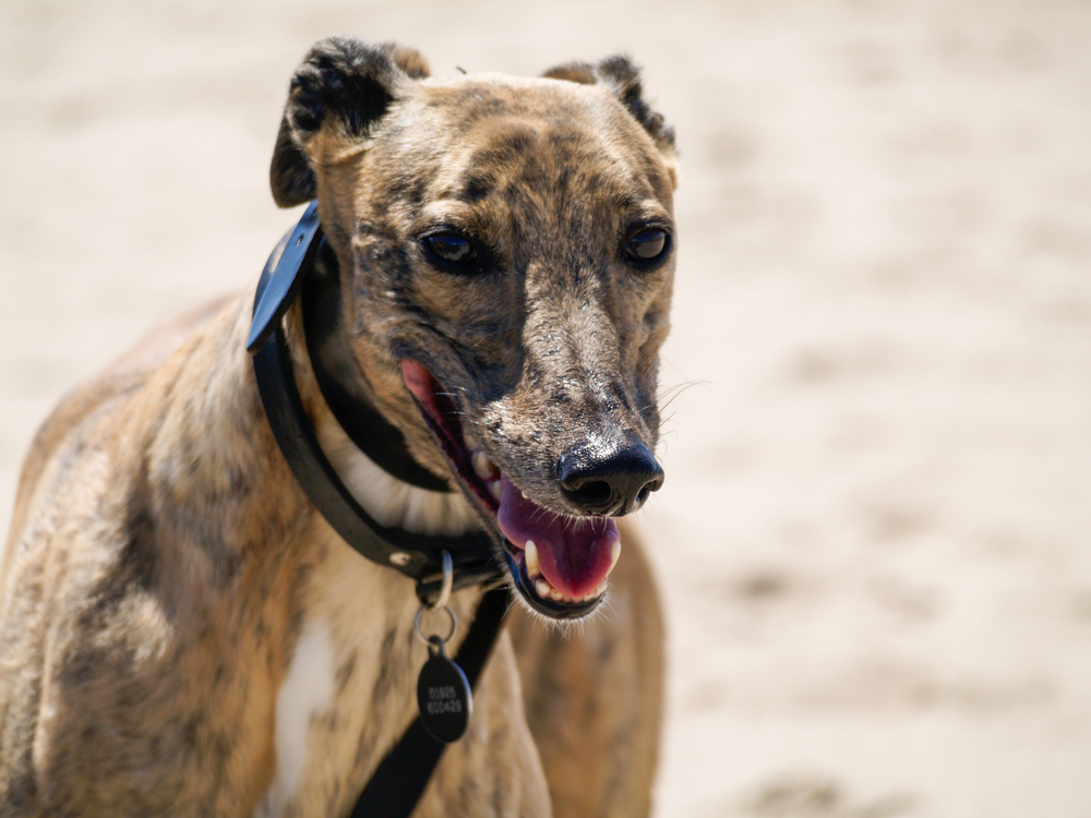 carreras de galgos apuestas